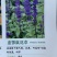 蓝花鼠尾草种子一串紫花红花四季播庭院宿根耐寒花卉景观花籽