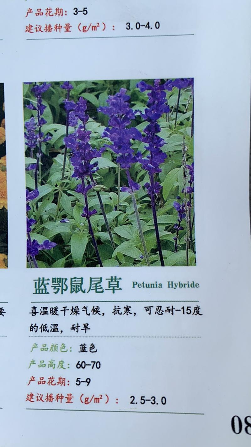 蓝花鼠尾草种子一串紫花红花四季播庭院宿根耐寒花卉景观花籽