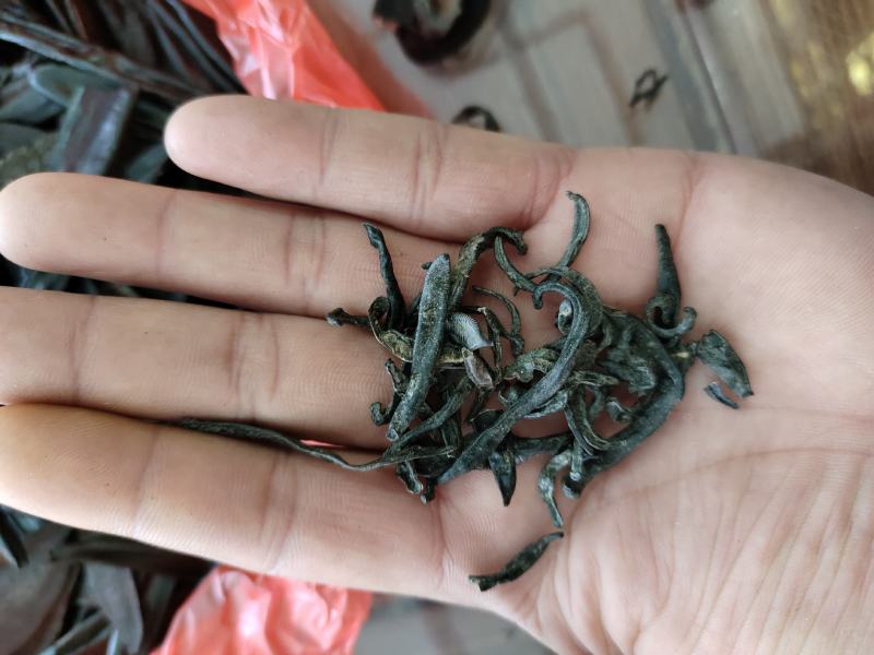 水蛭一手货源量大从优欢迎采购下单