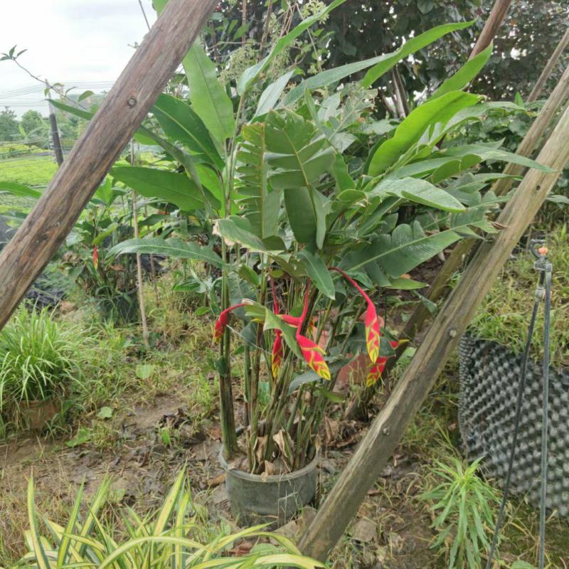2302基地供应金嘴蝎尾蕉盆栽苗花期长公园灌木