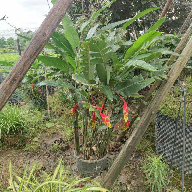 2302基地供应金嘴蝎尾蕉盆栽苗花期长公园灌木