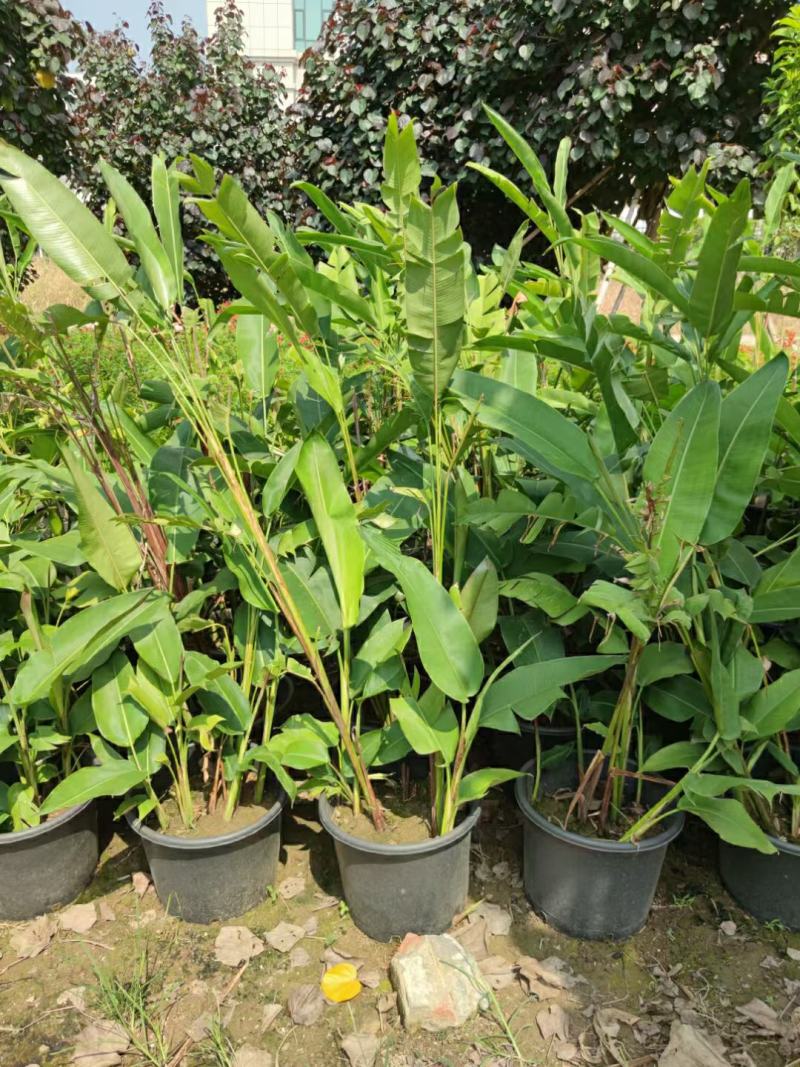 2302基地供应金嘴蝎尾蕉盆栽苗花期长公园灌木