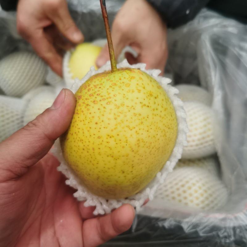 雪花梨，赵州雪花梨，质量保证，产地供货，