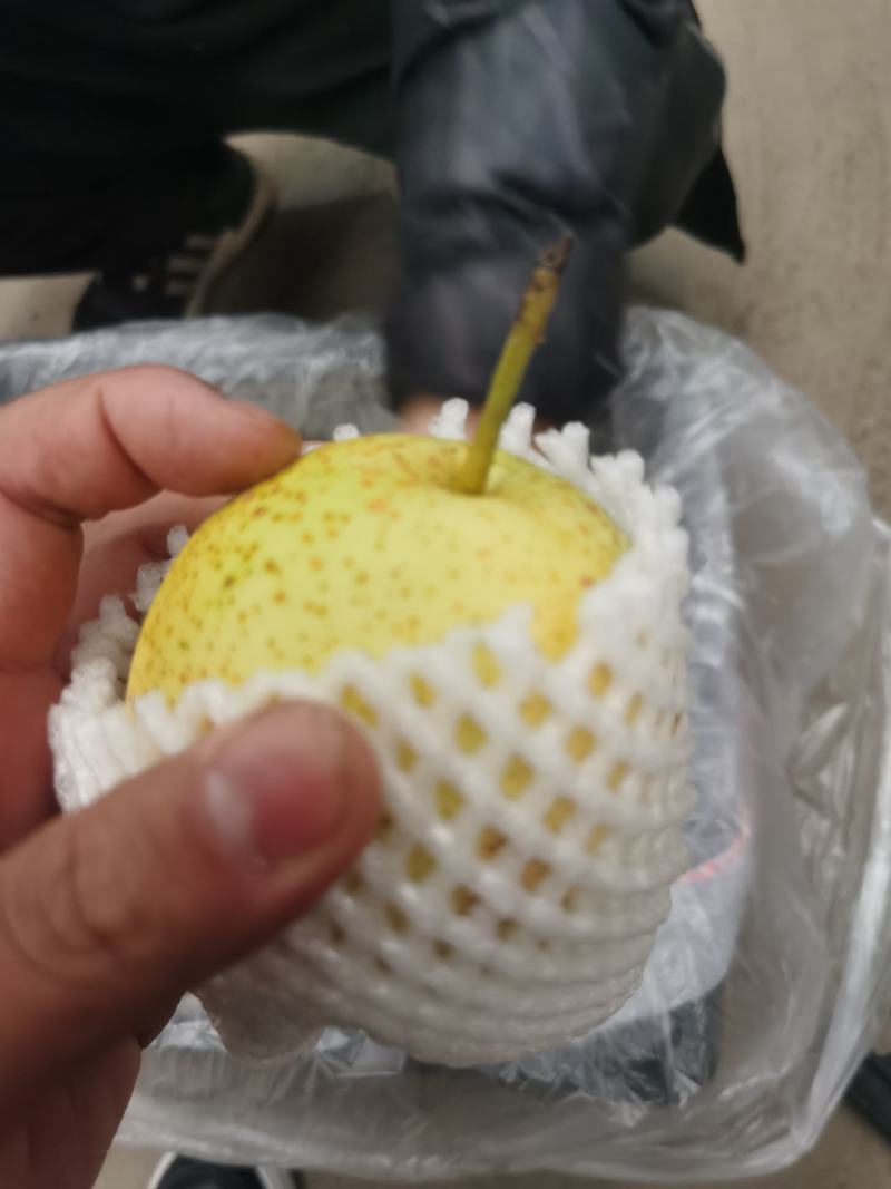 雪花梨，赵州雪花梨，质量保证，产地供货，