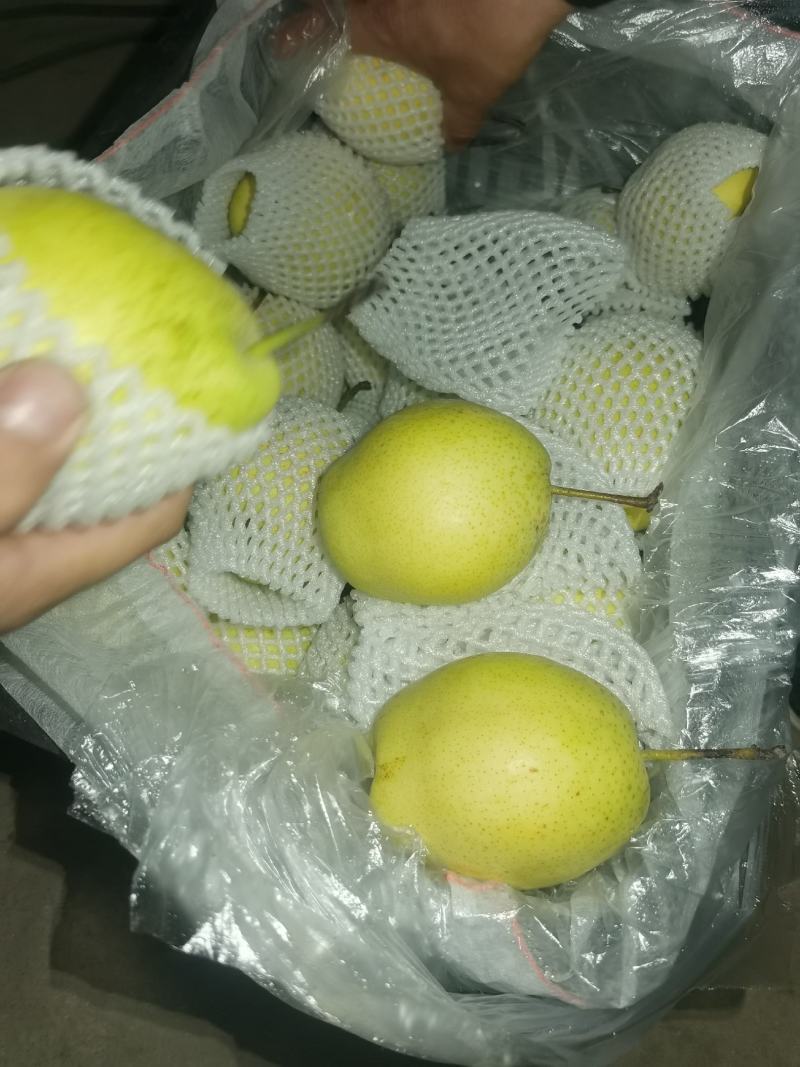 雪花梨，赵州雪花梨，质量保证，产地供货，