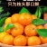 广西精品沙糖橘，纯甜无渣产地供货，可视频定货，货源充足。