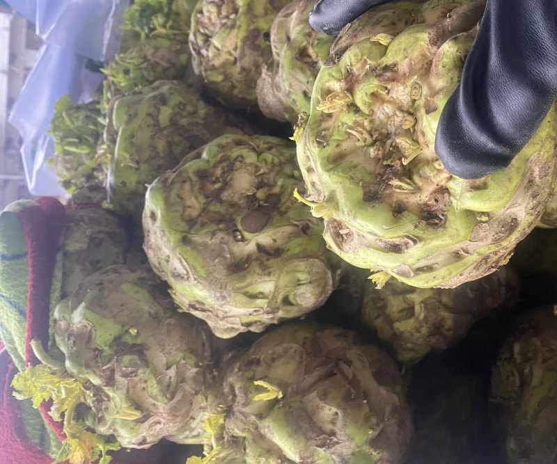 精品芥菜，价格低廉，加工厂也可以供货。
