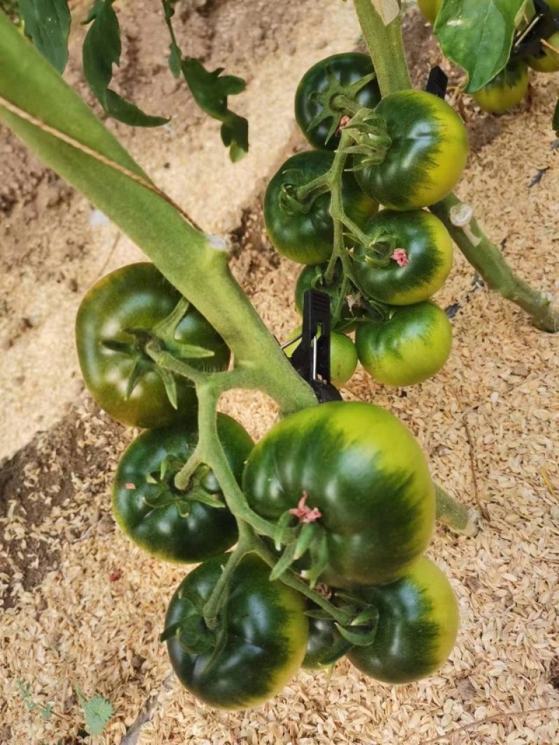 铁皮柿子草莓柿子绿腚西红柿小时候的味道