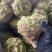精品芥菜，价格低廉，加工厂也可以供货。