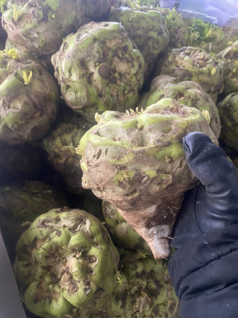 精品芥菜，价格低廉，加工厂也可以供货。