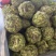 精品芥菜，价格低廉，加工厂也可以供货。