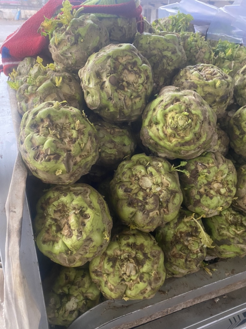 精品芥菜，价格低廉，加工厂也可以供货。