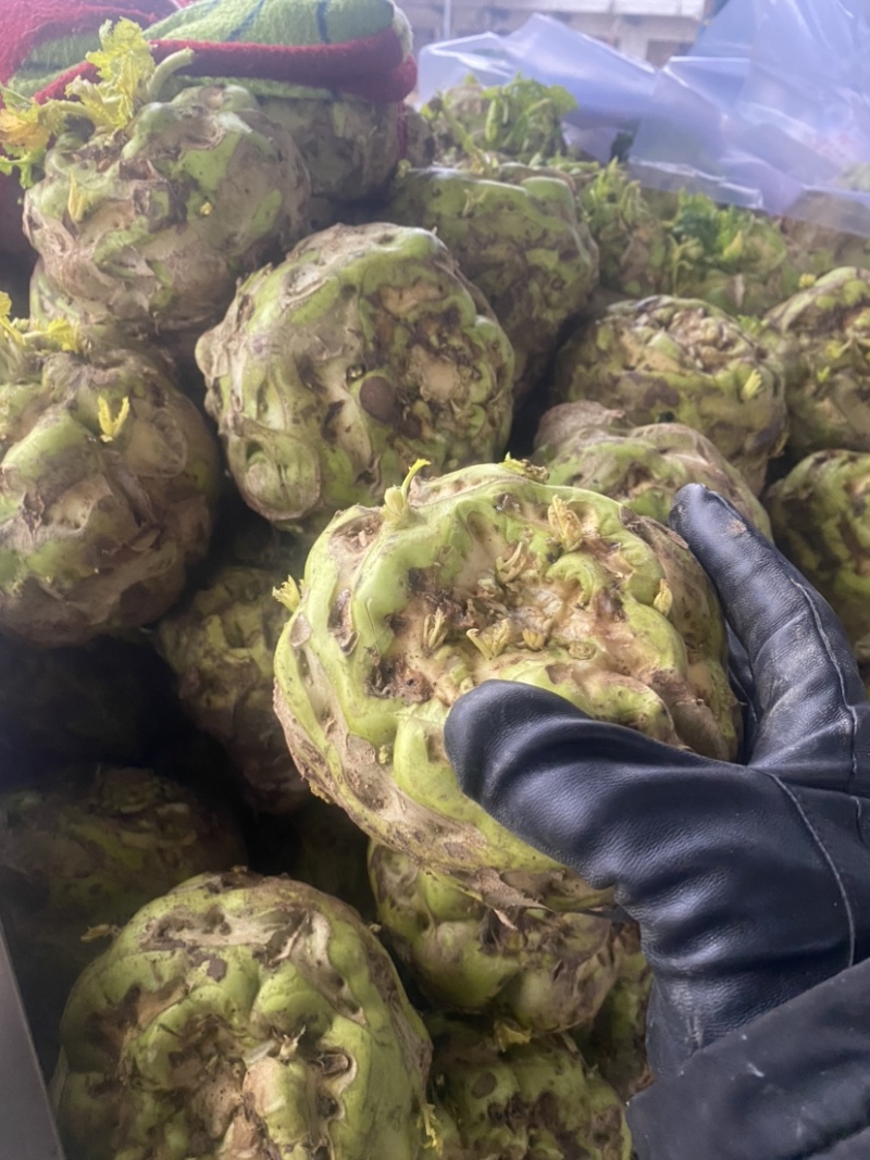 精品芥菜，价格低廉，加工厂也可以供货。