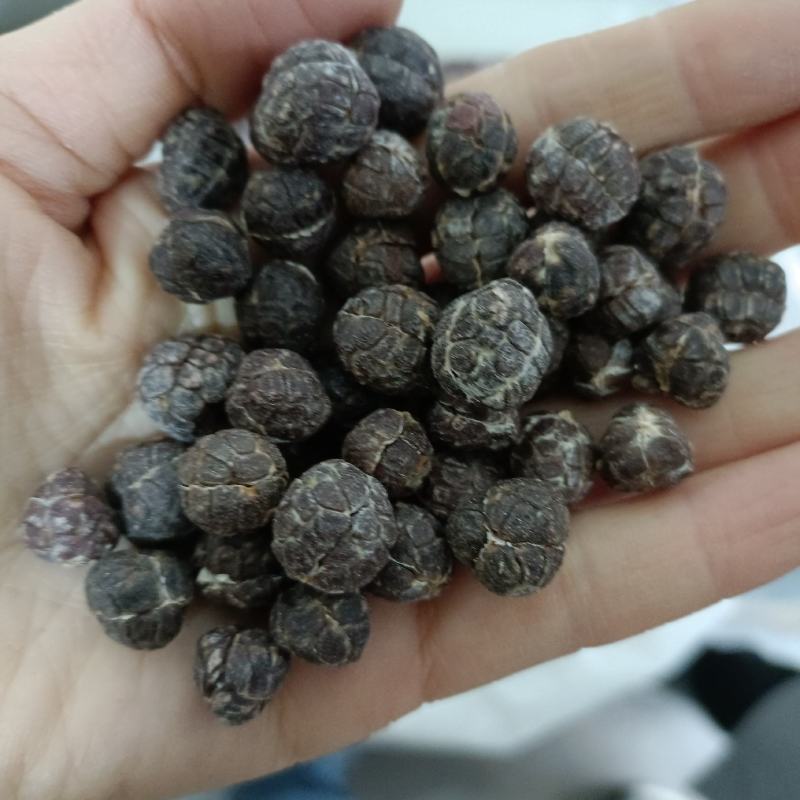 精选壳砂砂仁各种等级砂仁产地直供中药材批发欢迎选购量大从优