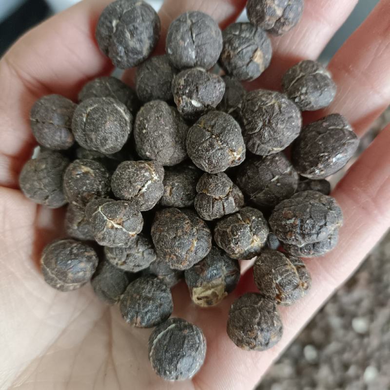 精选壳砂砂仁各种等级砂仁产地直供中药材批发欢迎选购量大从优