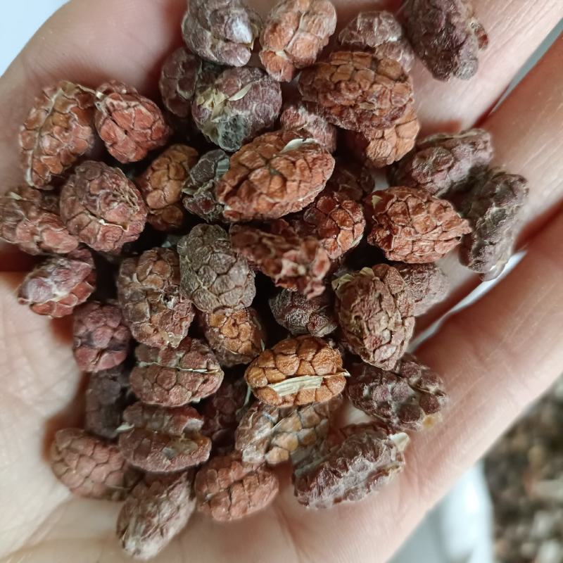 精选壳砂砂仁各种等级砂仁产地直供中药材批发欢迎选购量大从优