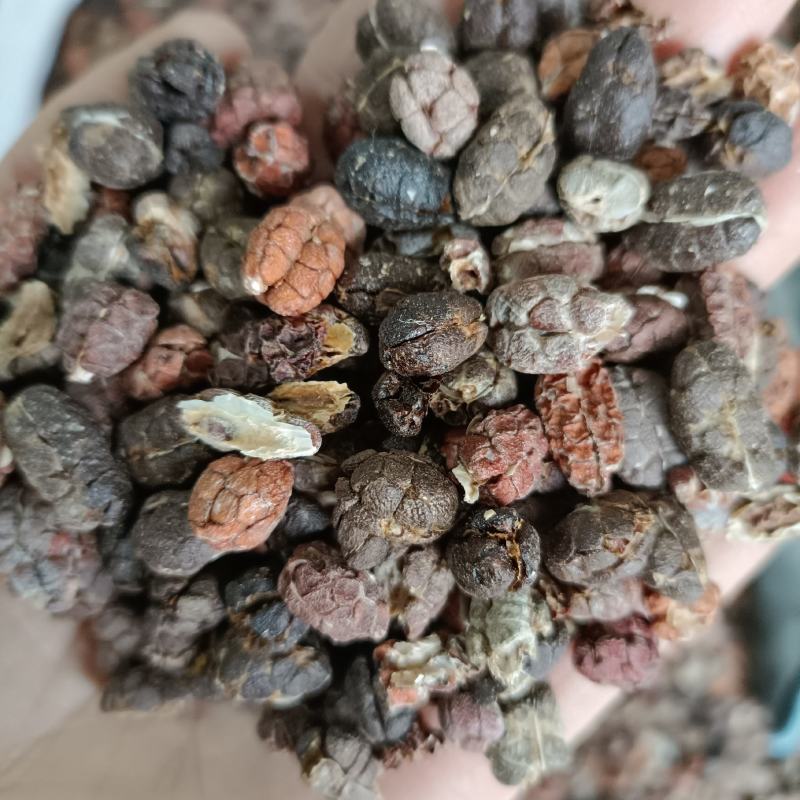精选壳砂砂仁各种等级砂仁产地直供中药材批发欢迎选购量大从优