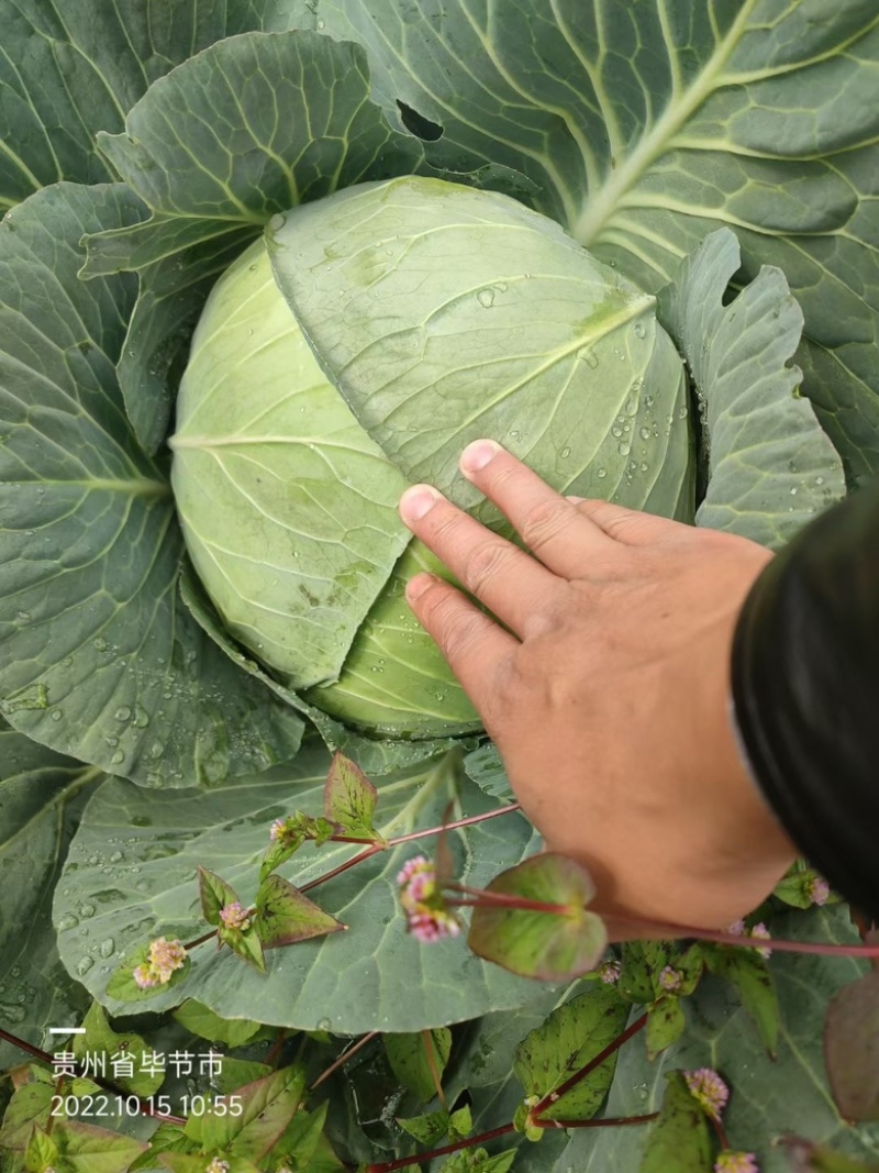 精品奥奇丽莲花白大量上市，欢迎来电咨询