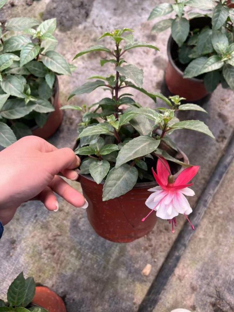 吊钟大红花
