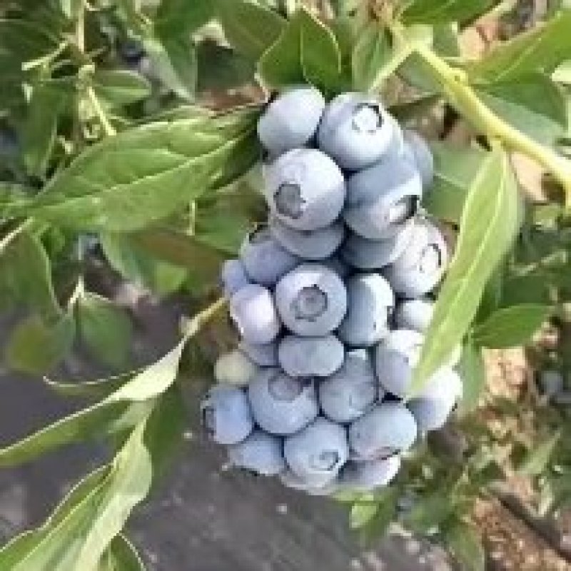 精品蓝莓，采下枝头，便上口中，果粉好，硬度高，纯甜口感