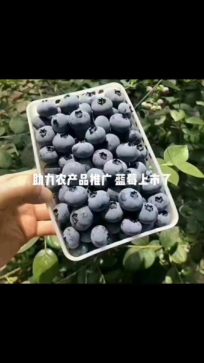 精品蓝莓，采下枝头，便上口中，果粉好，硬度高，纯甜口感