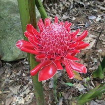 2302基地供应瓷玫瑰火炬姜盆栽热带花卉花