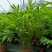 2302基地供应瓷玫瑰火炬姜盆栽热带花卉花