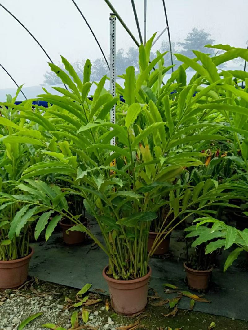 2302基地供应瓷玫瑰火炬姜盆栽热带花卉花