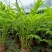 2302基地供应瓷玫瑰火炬姜盆栽热带花卉花