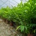 2302基地供应瓷玫瑰火炬姜盆栽热带花卉花