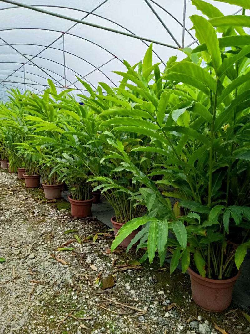 2302基地供应瓷玫瑰火炬姜盆栽热带花卉花