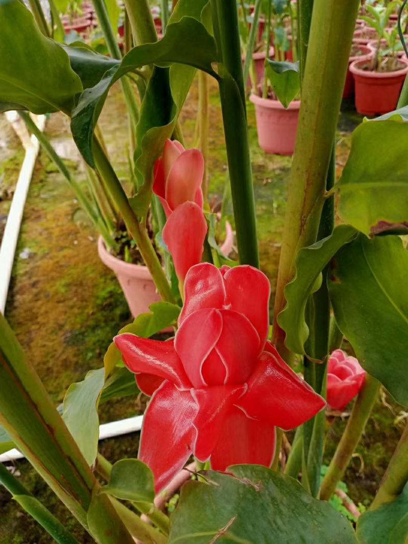 2302基地供应瓷玫瑰火炬姜盆栽热带花卉花