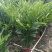 2302基地供应瓷玫瑰火炬姜盆栽热带花卉花