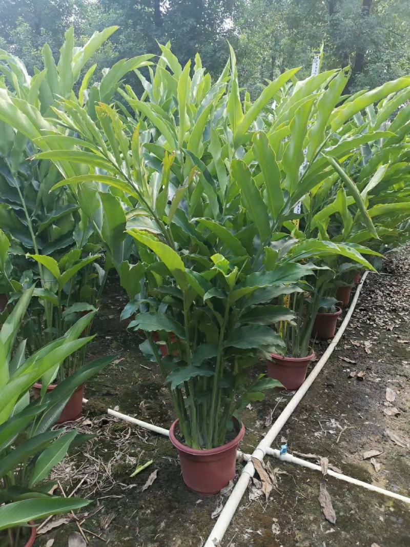 2302基地供应瓷玫瑰火炬姜盆栽热带花卉花