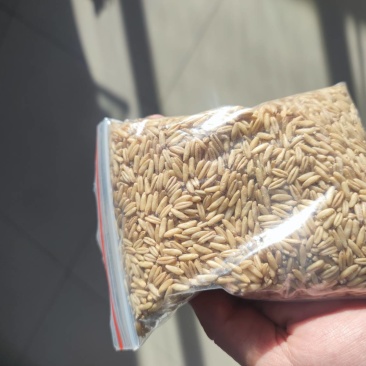 燕麦米