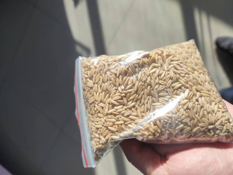 燕麦米