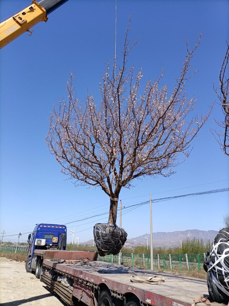 精品山杏树地径8-65公分价格有优势18公分山杏树价格