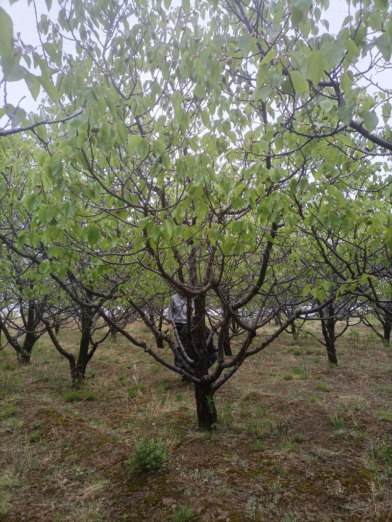 精品山杏树地径8-65公分价格有优势18公分山杏树价格