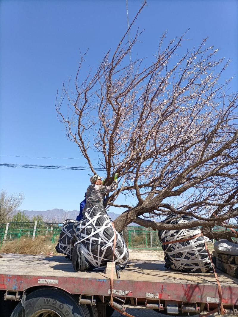 精品山杏树地径8-65公分价格有优势18公分山杏树价格