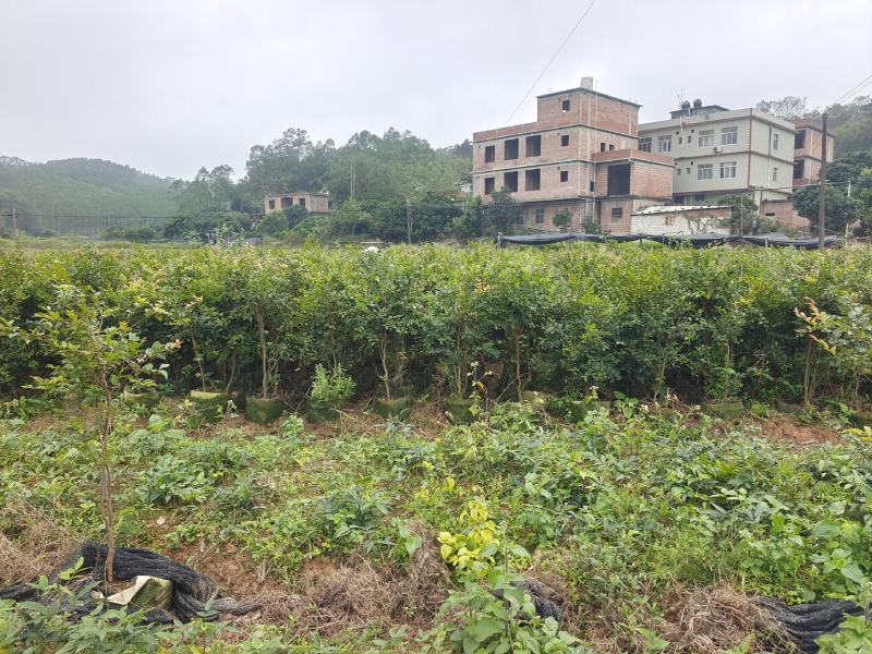 嘉宝果大苗小苗都有，非常靓丽。