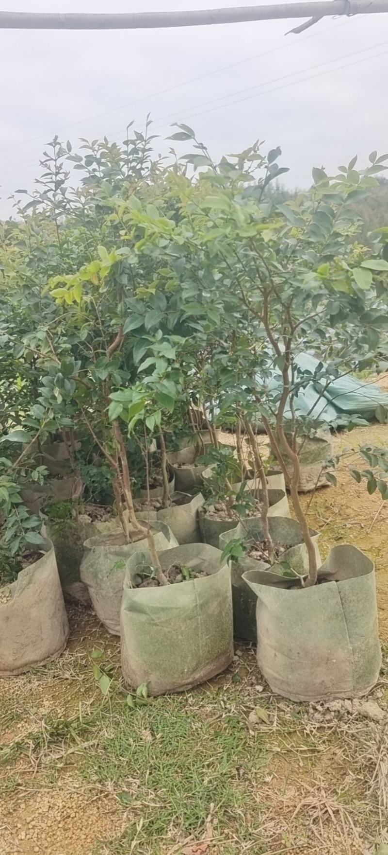 嘉宝果大苗小苗都有，非常靓丽。