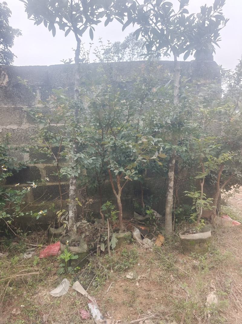 嘉宝果大苗小苗都有，非常靓丽。
