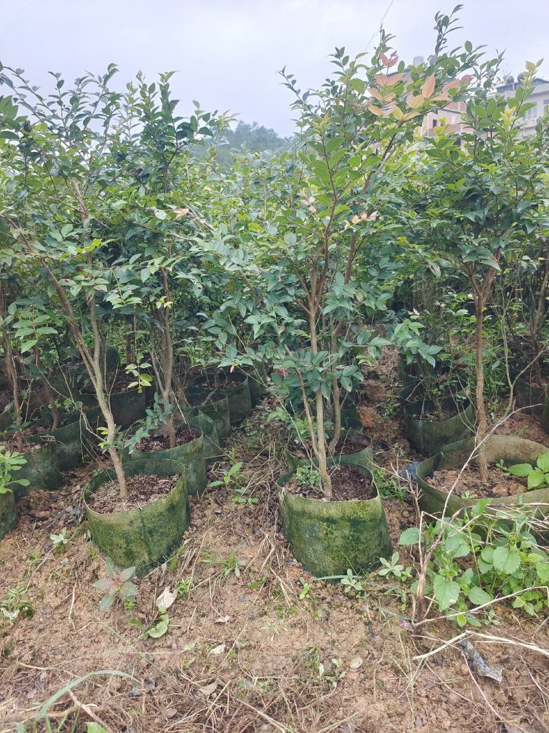 嘉宝果大苗小苗都有，非常靓丽。