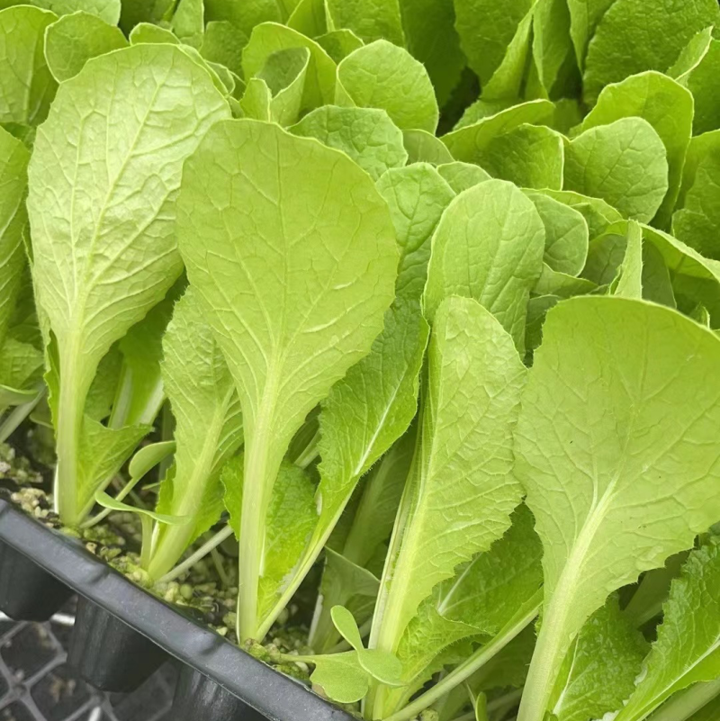 白菜苗穴盘苗黄心白菜苗现苗直发基质育苗