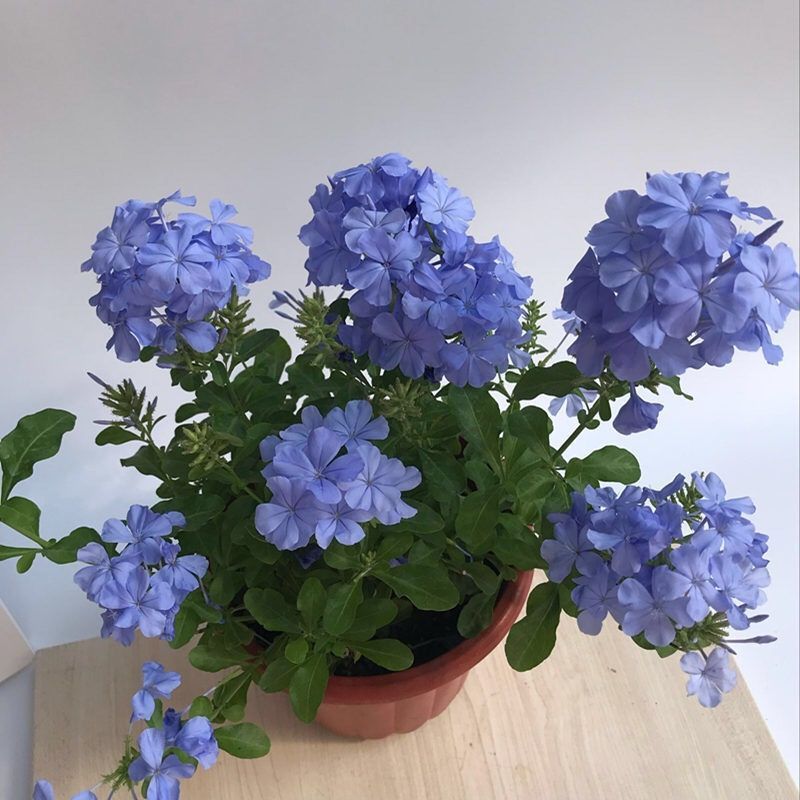 蓝雪花红雪花苗盆栽花卉阳台耐热好养四季盆栽开花爬藤植物