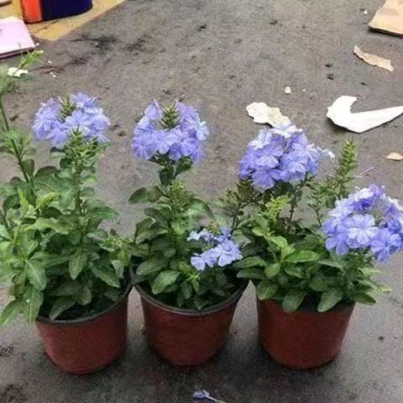 蓝雪花红雪花苗盆栽花卉阳台耐热好养四季盆栽开花爬藤植物