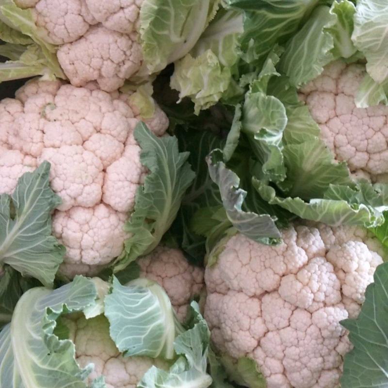 城固白实花花2~3斤紧花，乳白色个头均匀基地直发