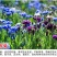 矢车菊花种四季易种蓝色矢车菊种子室外庭院绿化耐寒花卉种籽
