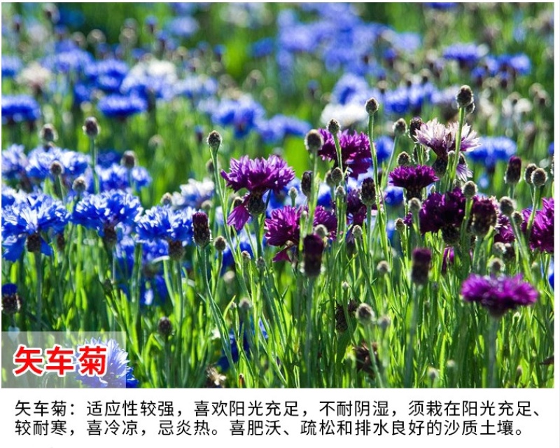 矢车菊花种四季易种蓝色矢车菊种子室外庭院绿化耐寒花卉种籽
