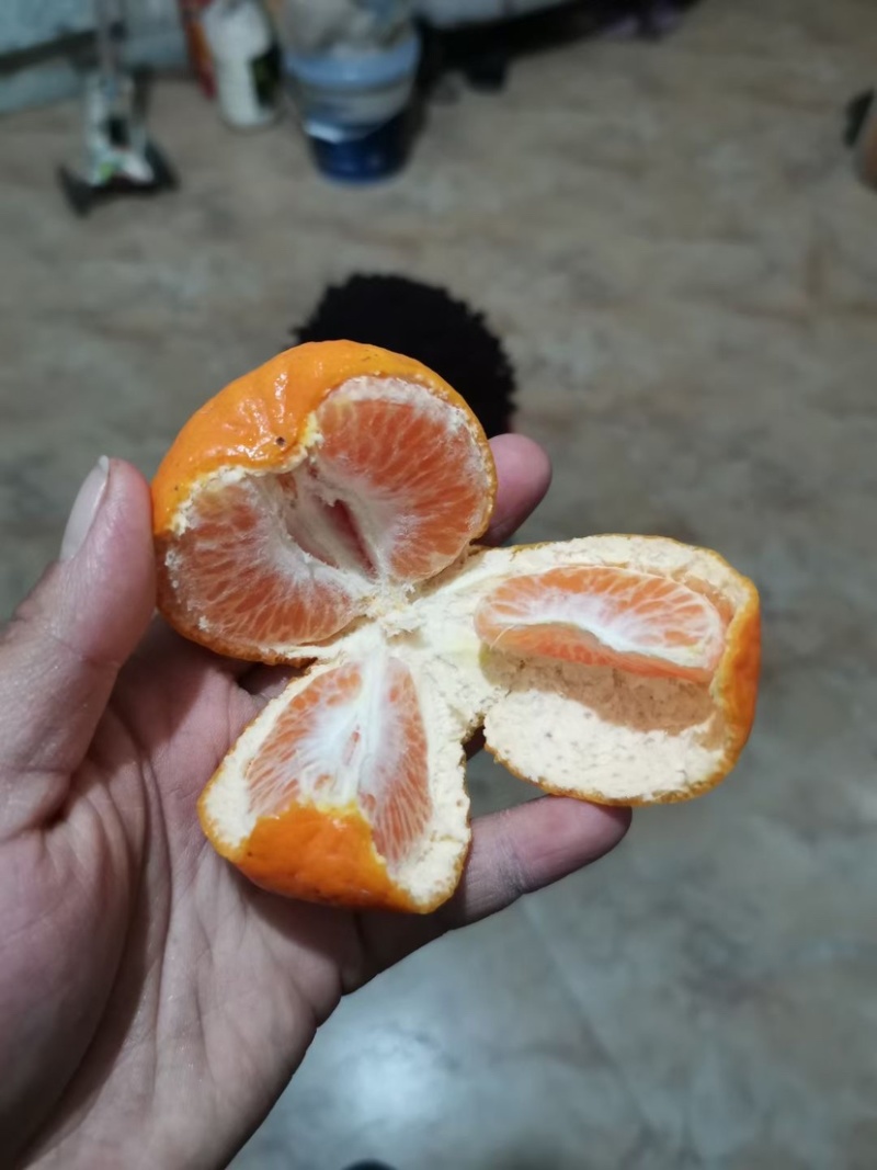 供应优质衢州椪柑，可代采批发，物流快递都可。